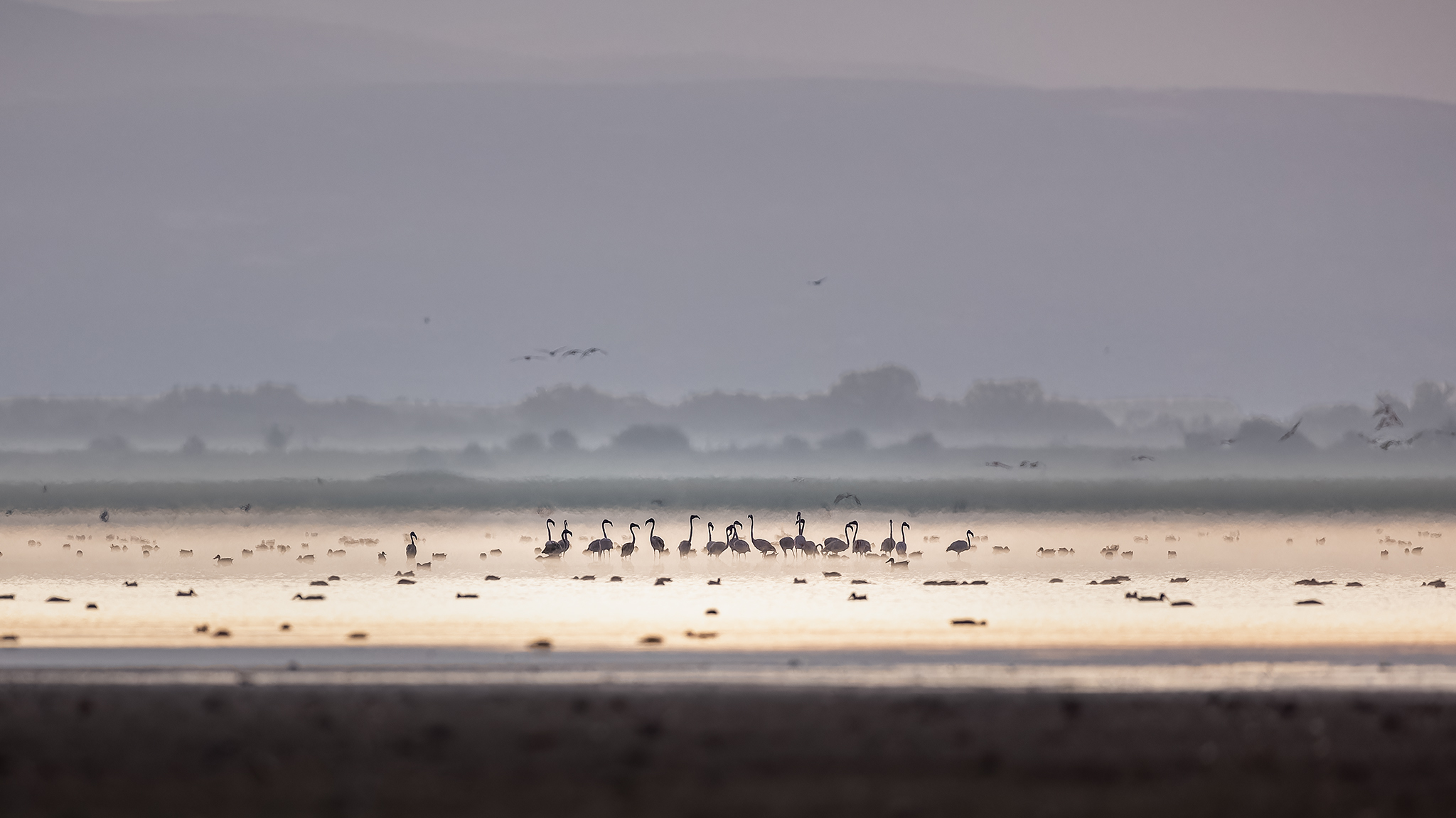 Im ersten Licht des Morgens sammeln sich rastende Zugvögel zwischen Nebelschichten und stillem Wasser, bevor der Weiterzug beginnt.
