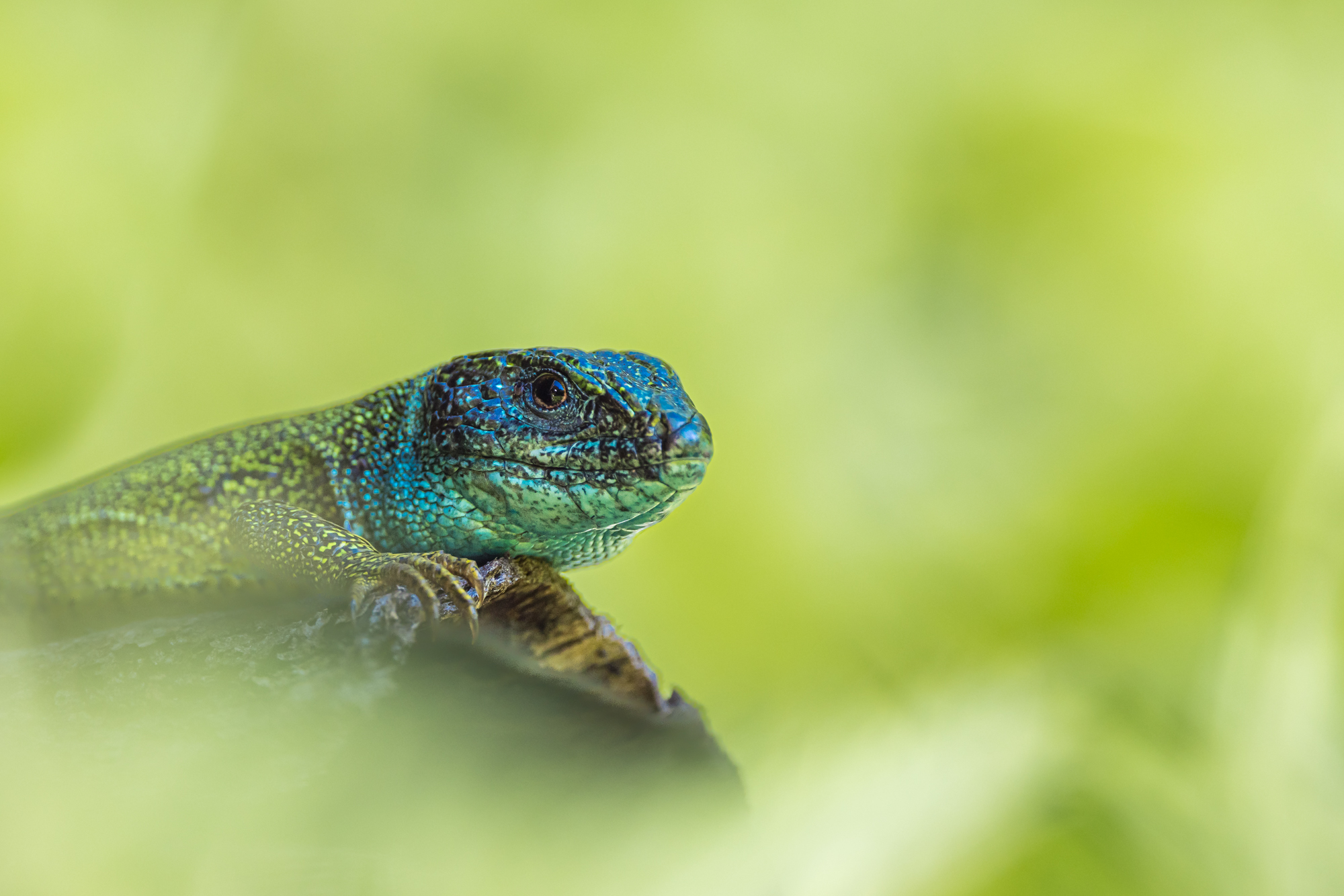 Fotografie von Reptilien, Schlangen, Blumen / Treffpunkt um 11:00 h an der Triftsperre, Triftsperrstr. 15, 94034 Passau, Weiterfahrt in Fahrgemeinschaften. Anmeldung unter: vorstand@fokuswildnis.de; Achtung: begrenzte Teilnehmerzahl!