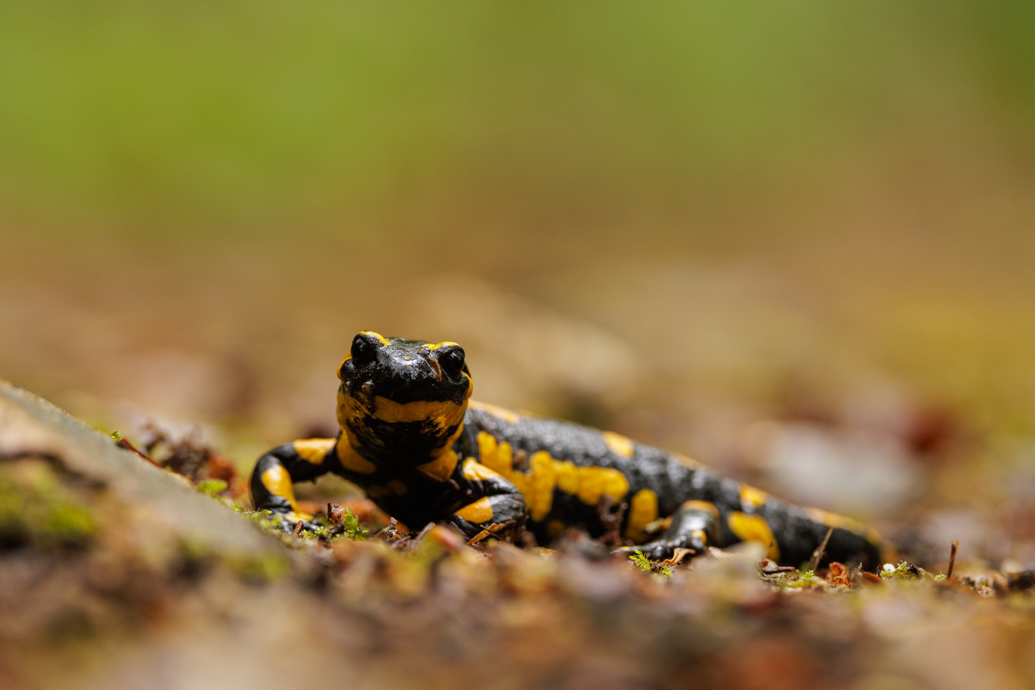 Feuersalamander